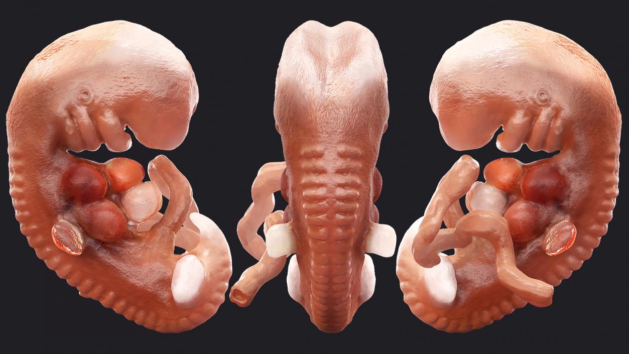 3D model Human Embryo 4 Weeks