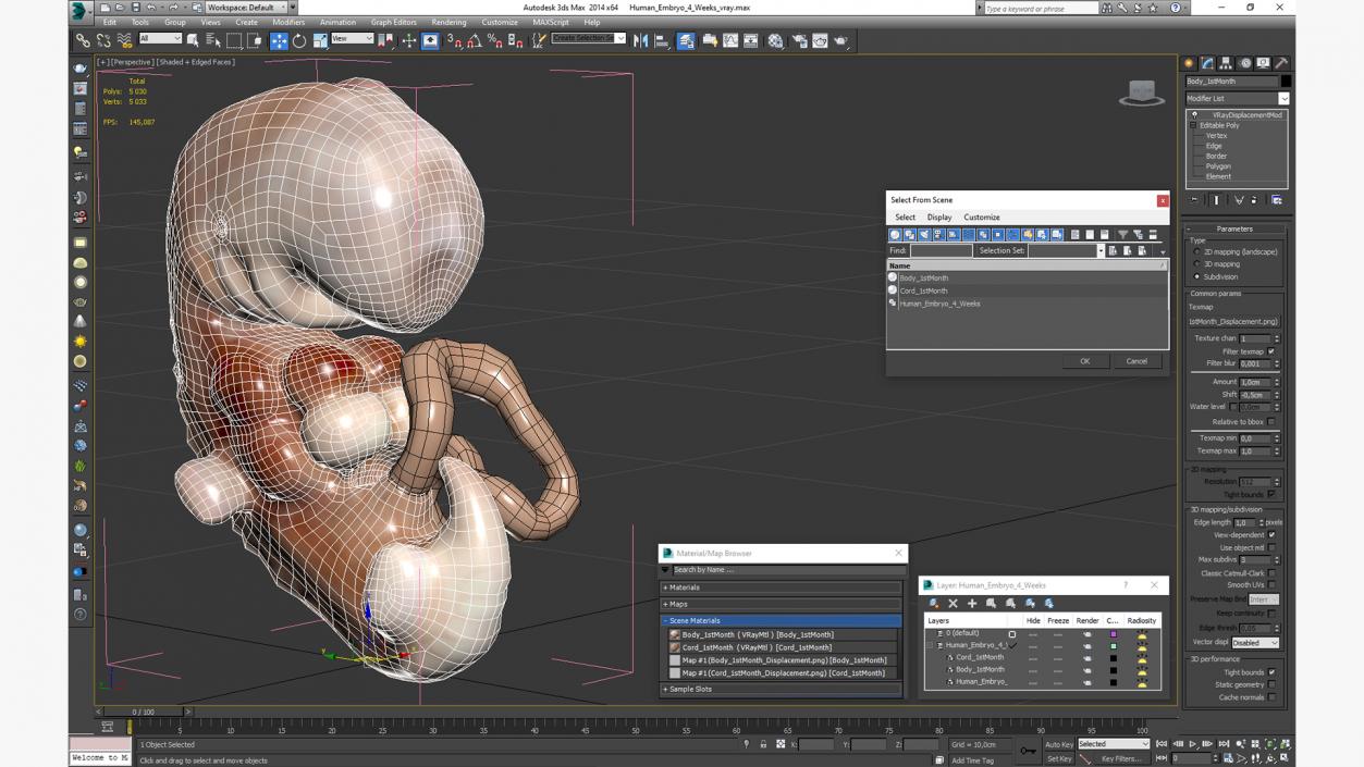 3D model Human Embryo 4 Weeks