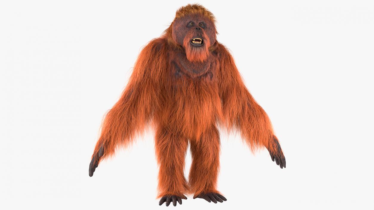 3D model Orangutan Rigged Fur