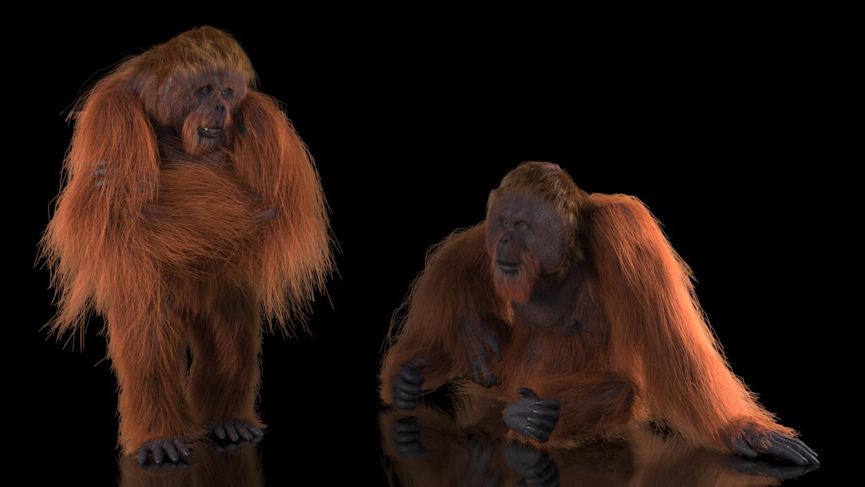 3D model Orangutan Rigged Fur