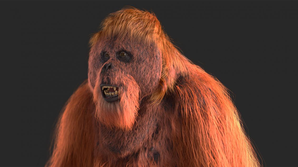 3D model Orangutan Rigged Fur