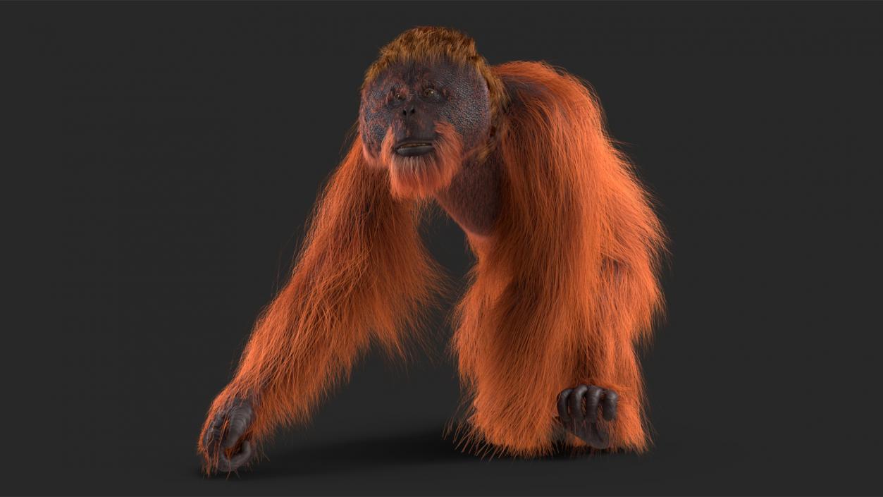 3D model Orangutan Rigged Fur