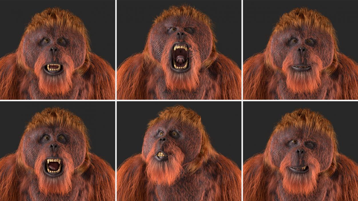 3D model Orangutan Rigged Fur