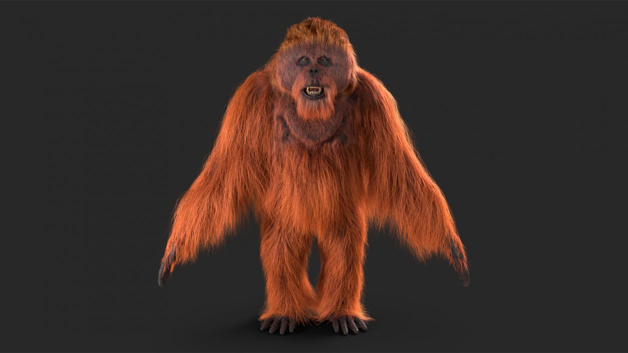 3D model Orangutan Rigged Fur