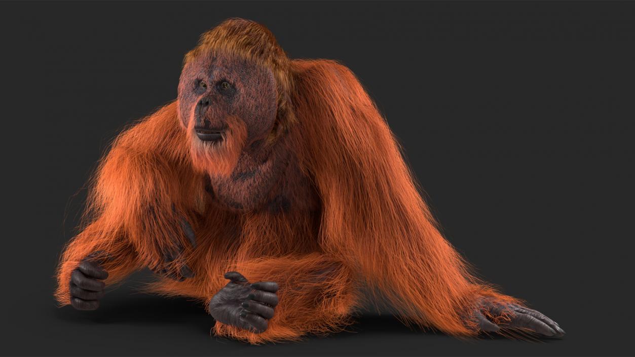 3D model Orangutan Rigged Fur