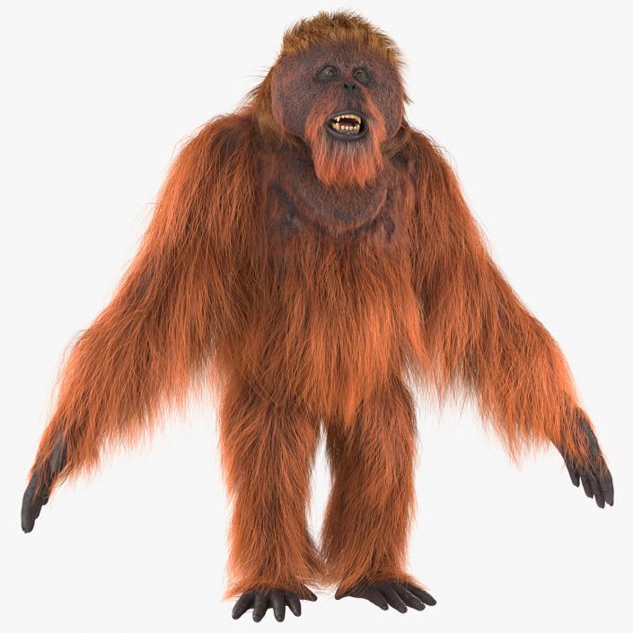 3D model Orangutan Rigged Fur