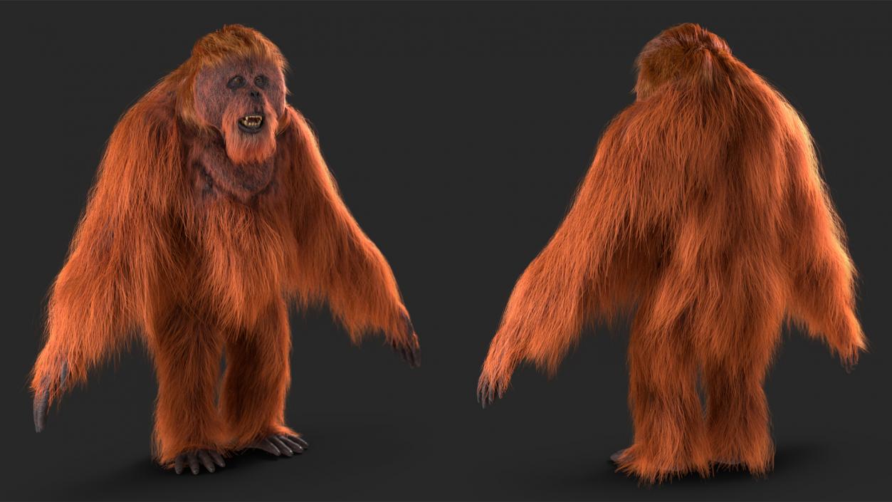 3D model Orangutan Rigged Fur