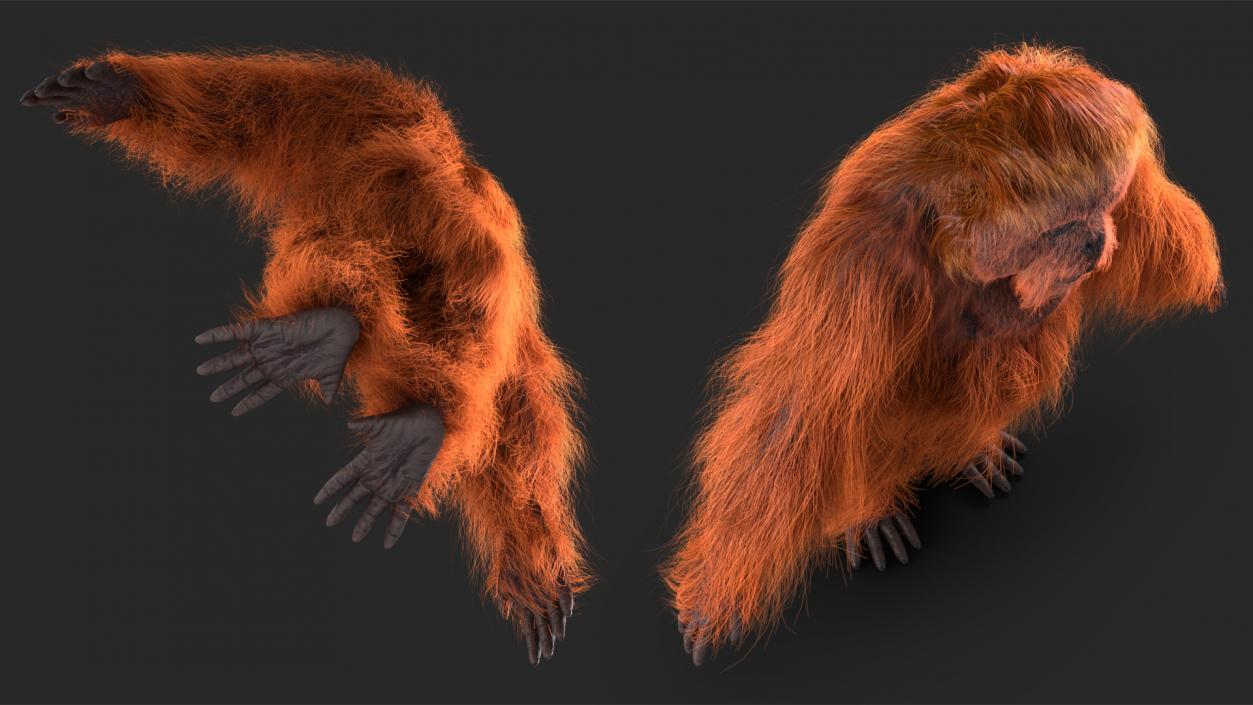 3D model Orangutan Rigged Fur