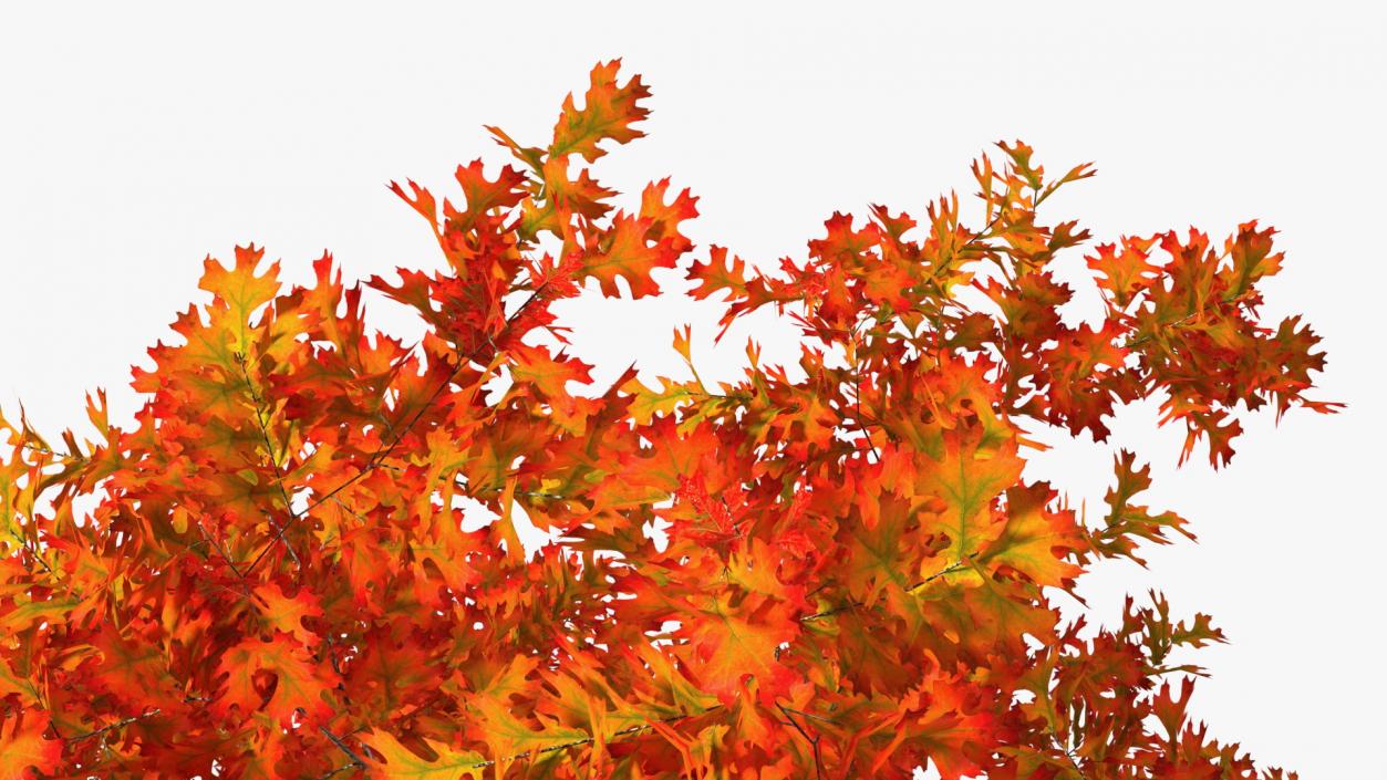 Autumn Oak Tree 2 3D