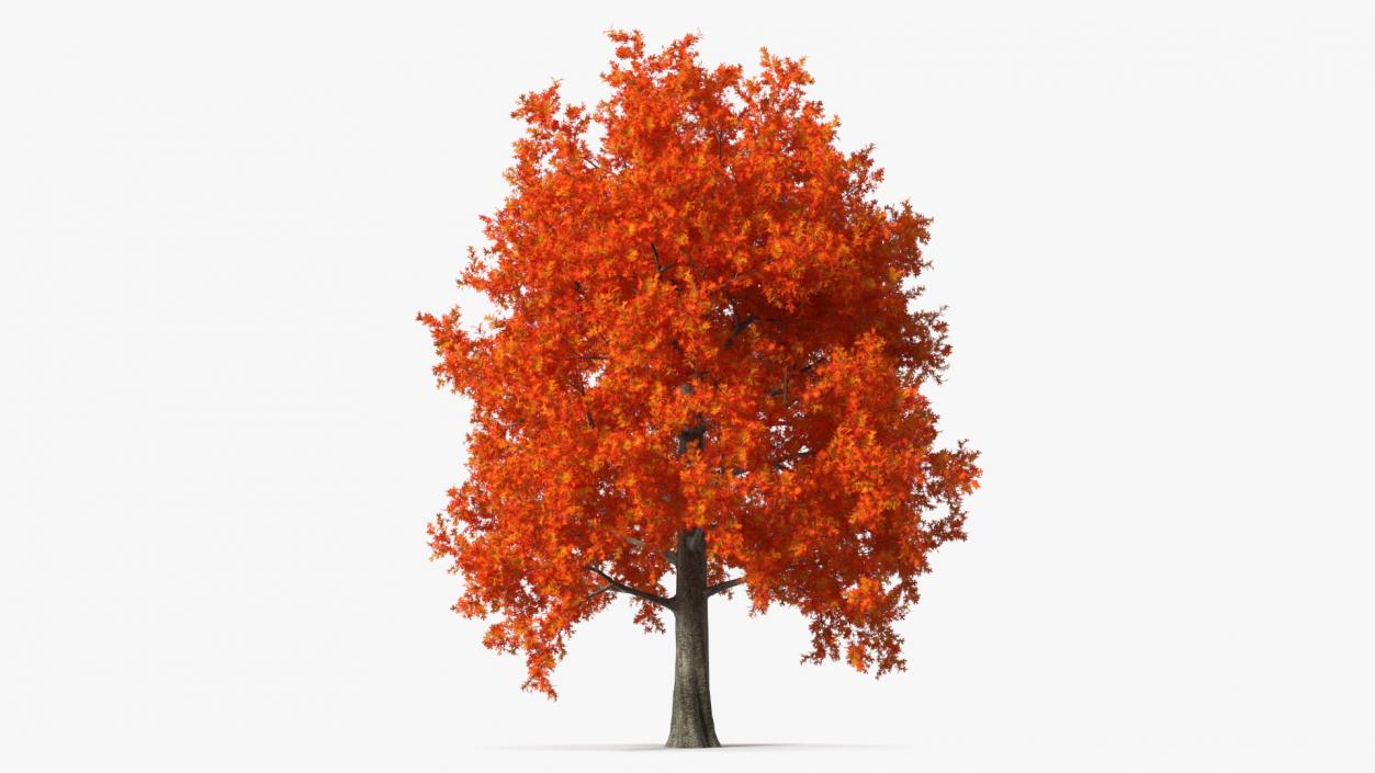 Autumn Oak Tree 2 3D