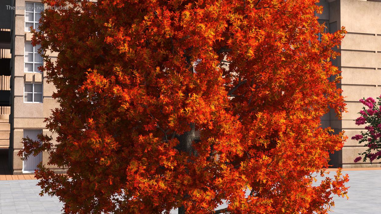 Autumn Oak Tree 2 3D