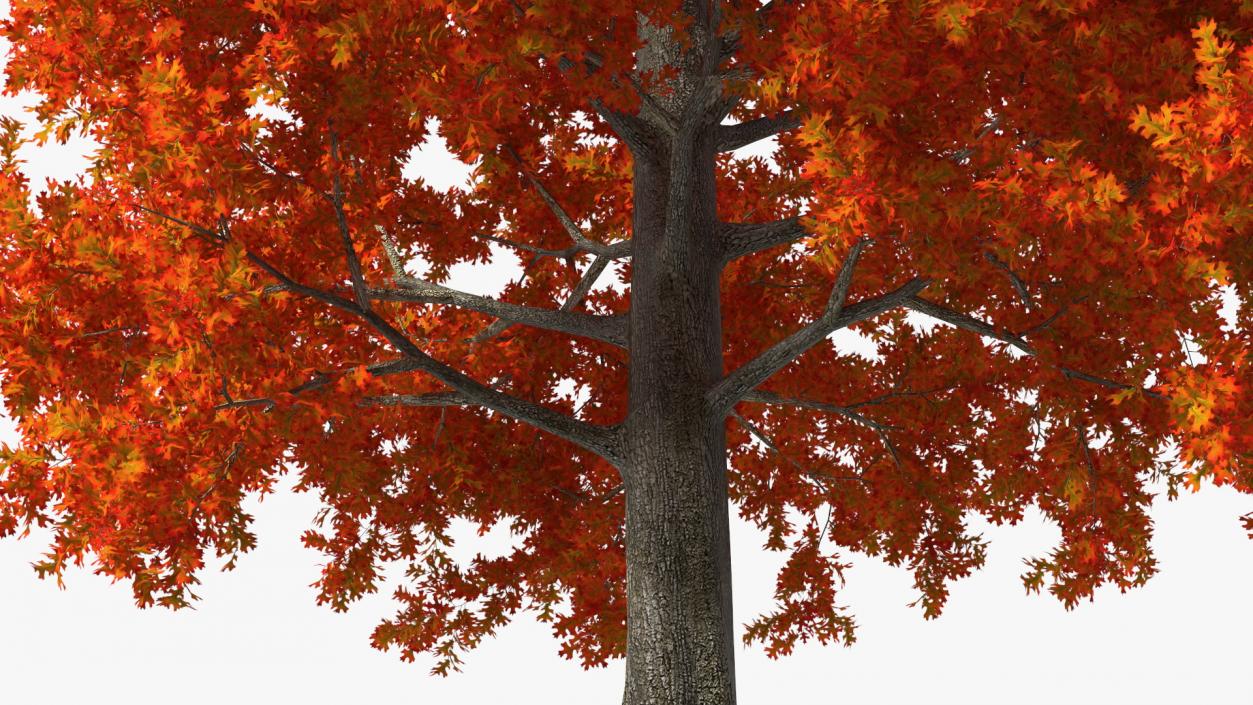 Autumn Oak Tree 2 3D