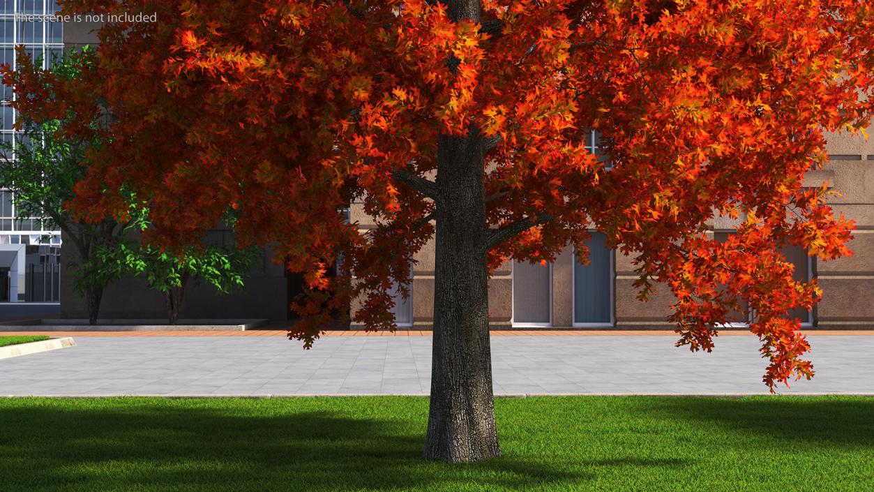 Autumn Oak Tree 2 3D