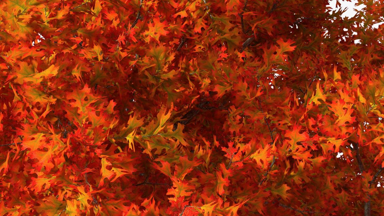 Autumn Oak Tree 2 3D