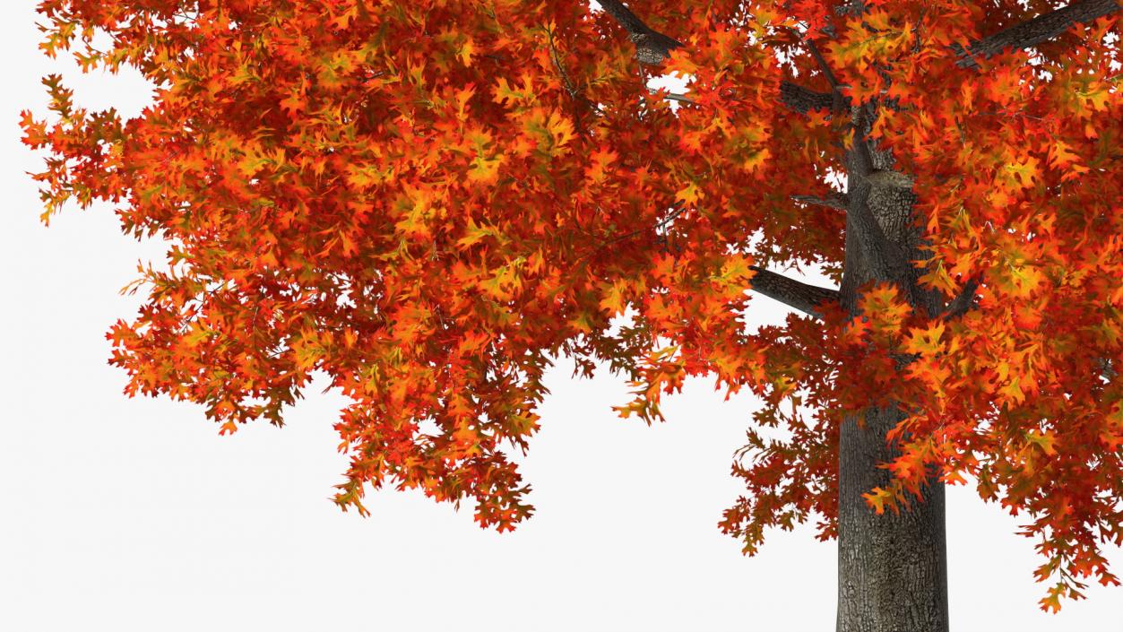 Autumn Oak Tree 2 3D