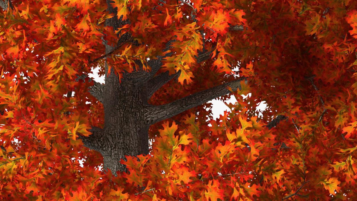 Autumn Oak Tree 2 3D