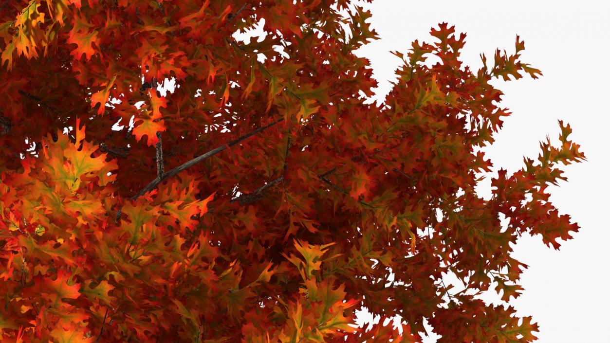 Autumn Oak Tree 2 3D