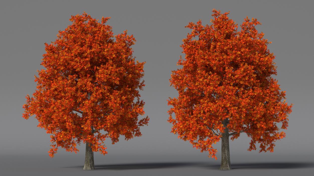 Autumn Oak Tree 2 3D