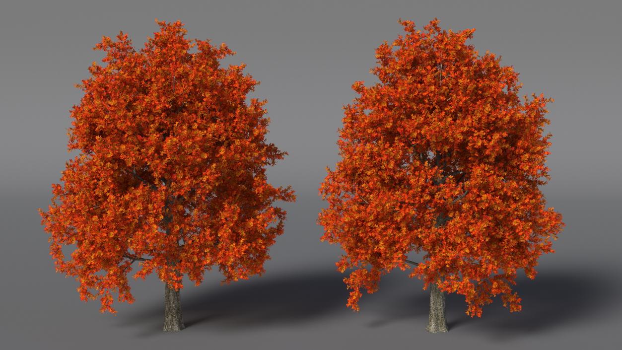 Autumn Oak Tree 2 3D