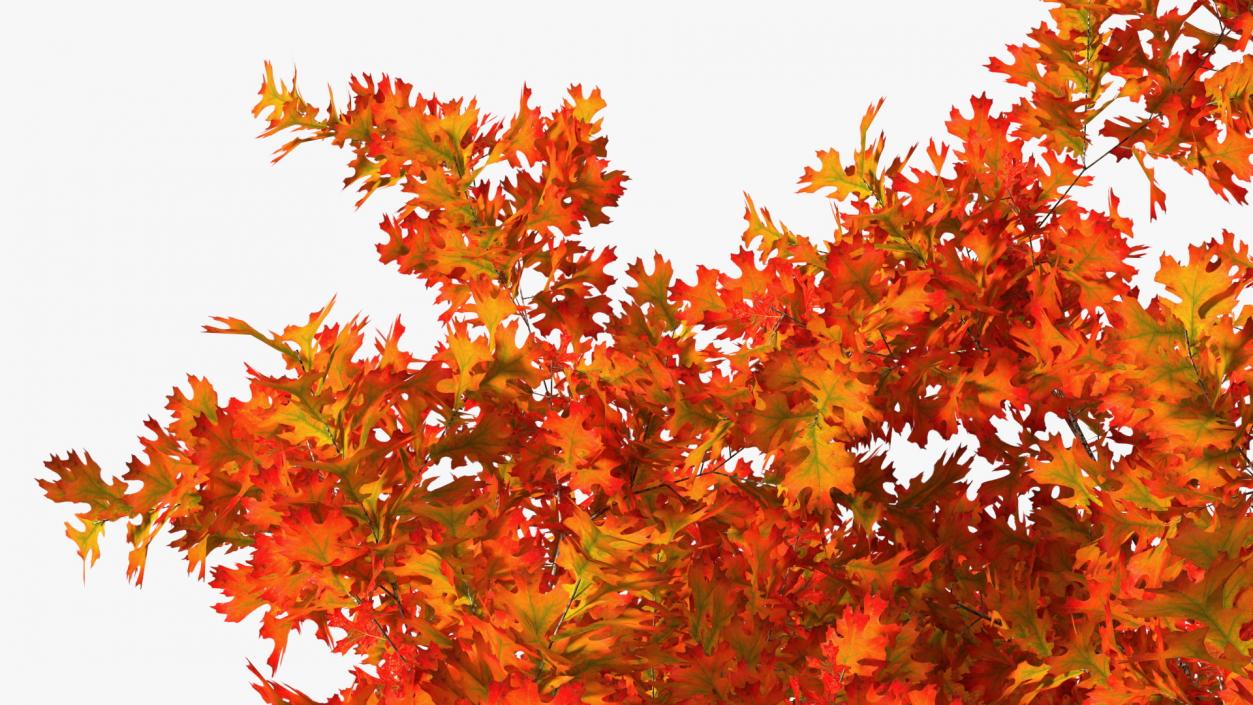 Autumn Oak Tree 2 3D