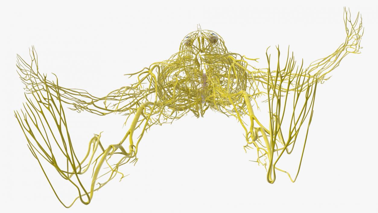 Young Boy Nervous System 3D model