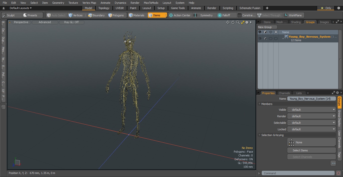 Young Boy Nervous System 3D model