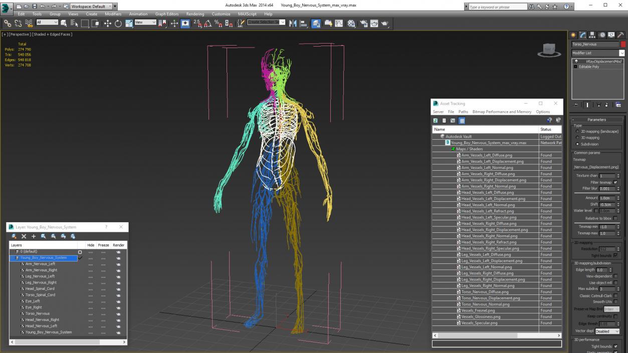 Young Boy Nervous System 3D model