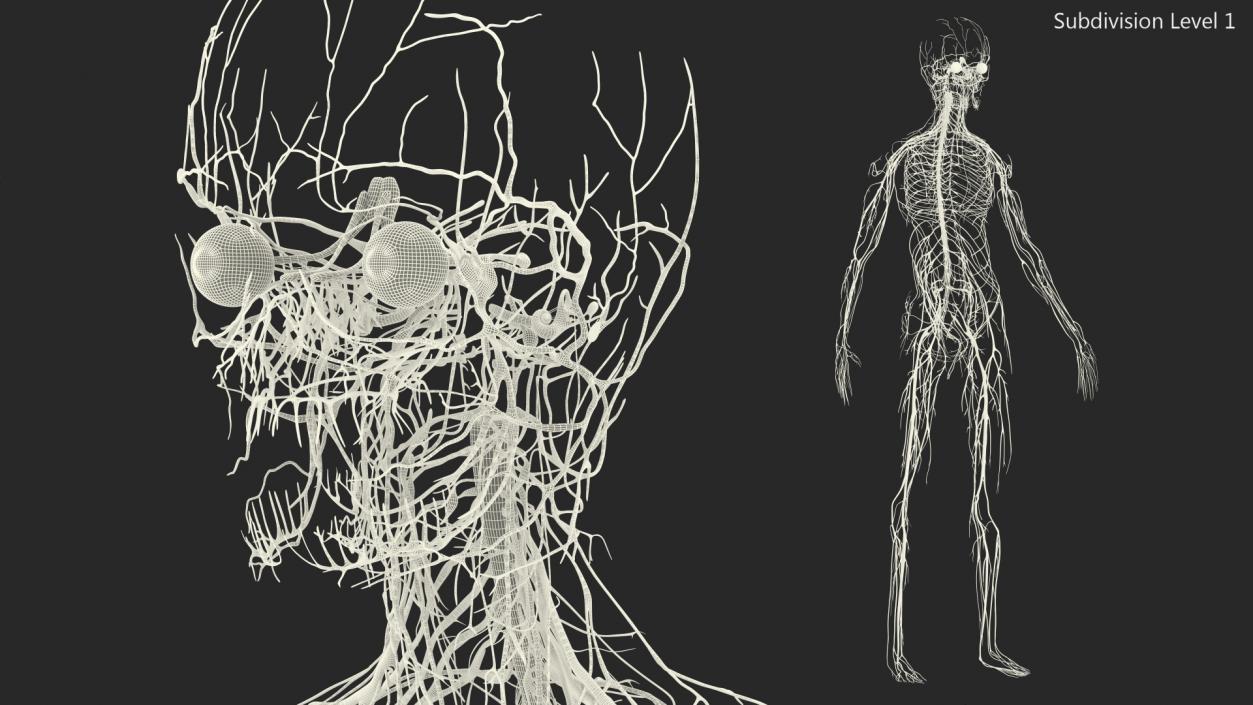 Young Boy Nervous System 3D model