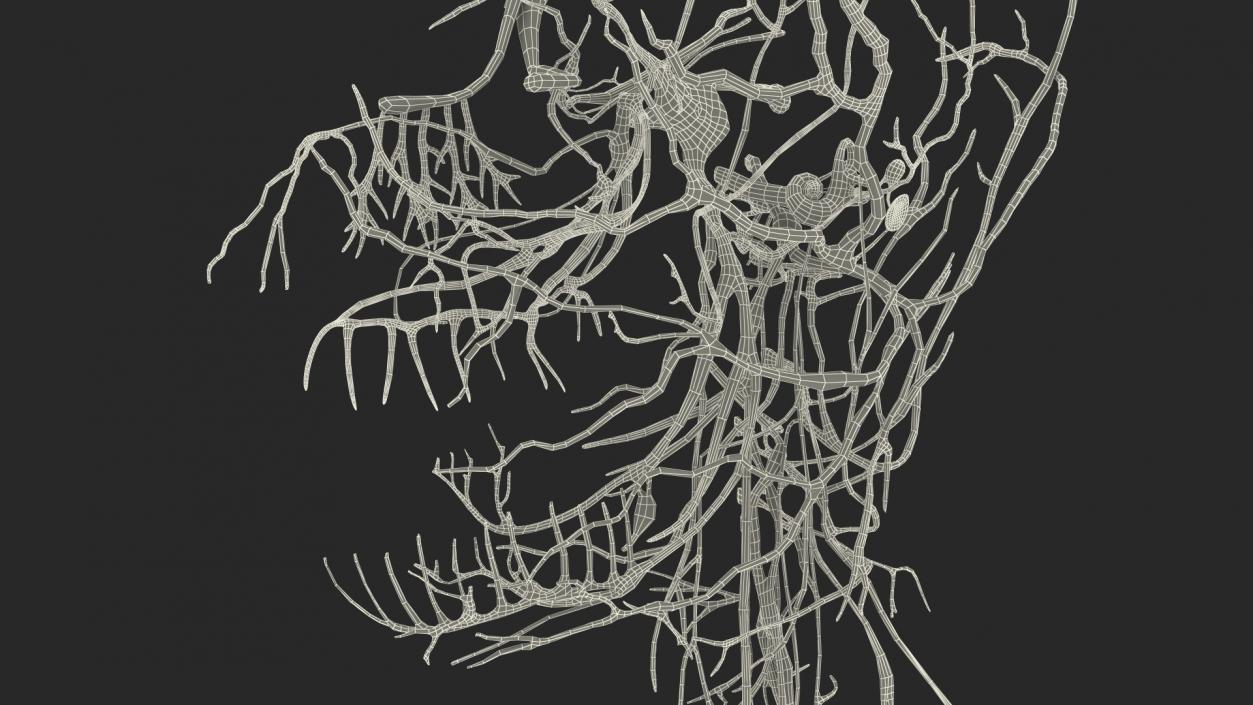 Young Boy Nervous System 3D model