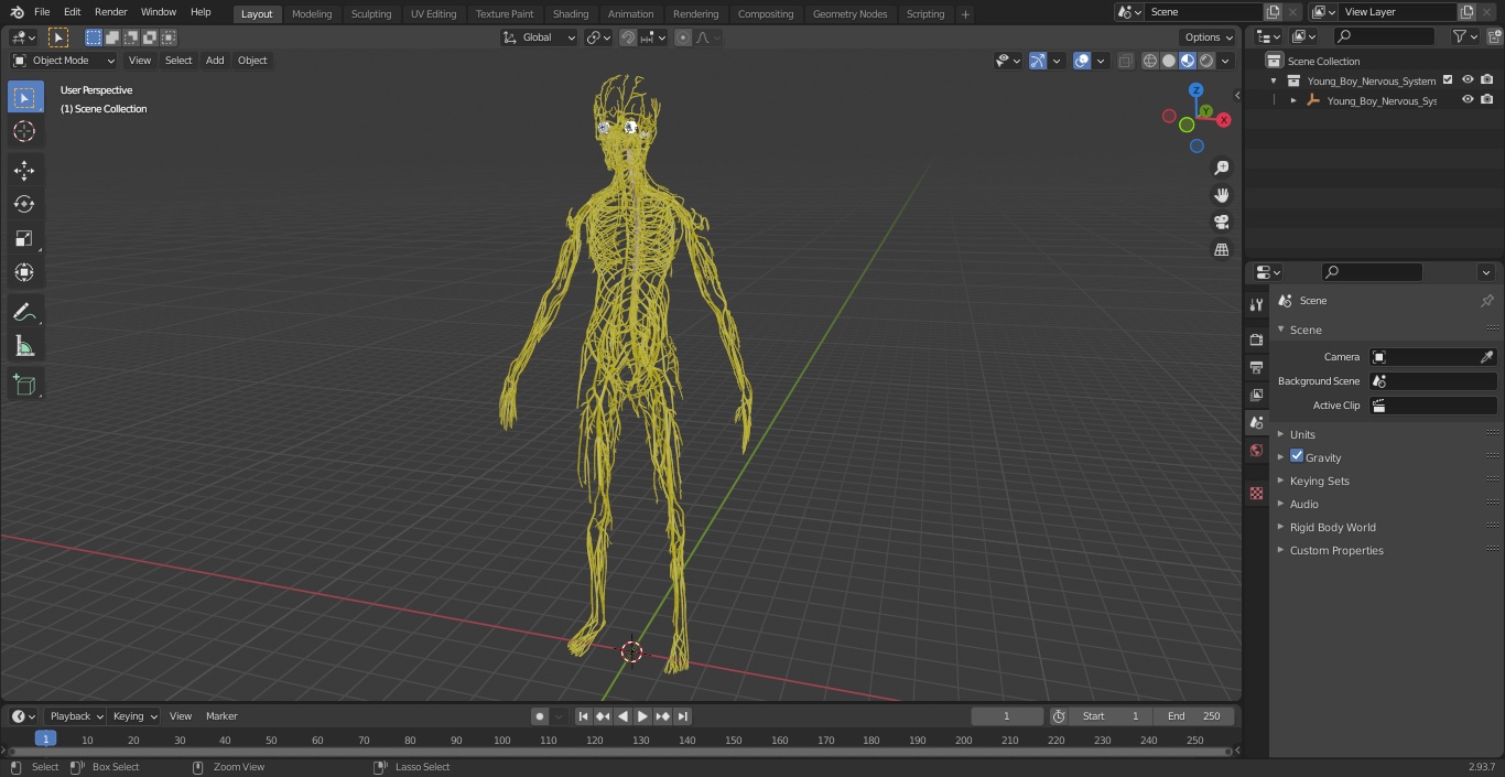 Young Boy Nervous System 3D model