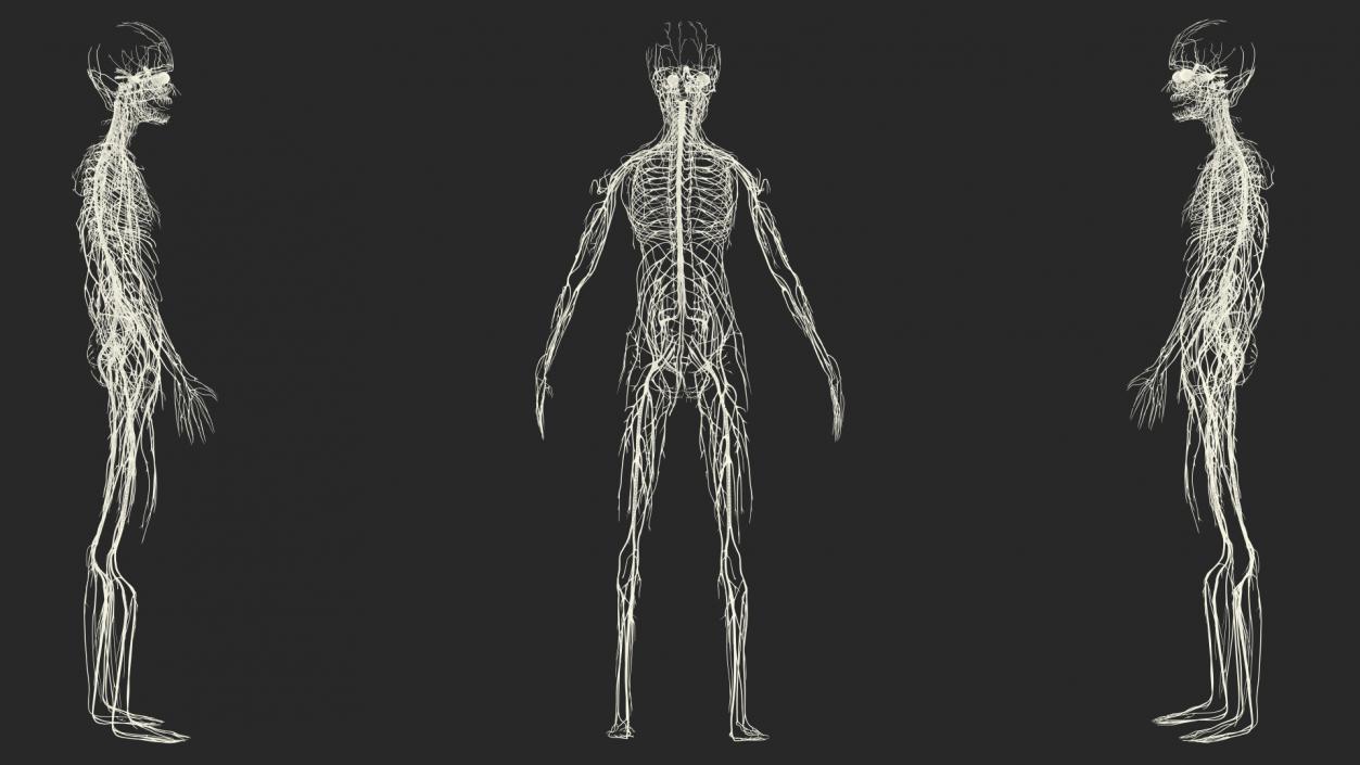 Young Boy Nervous System 3D model