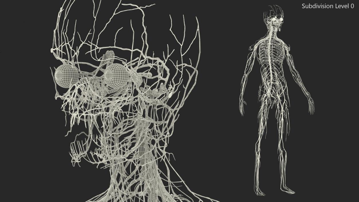 Young Boy Nervous System 3D model