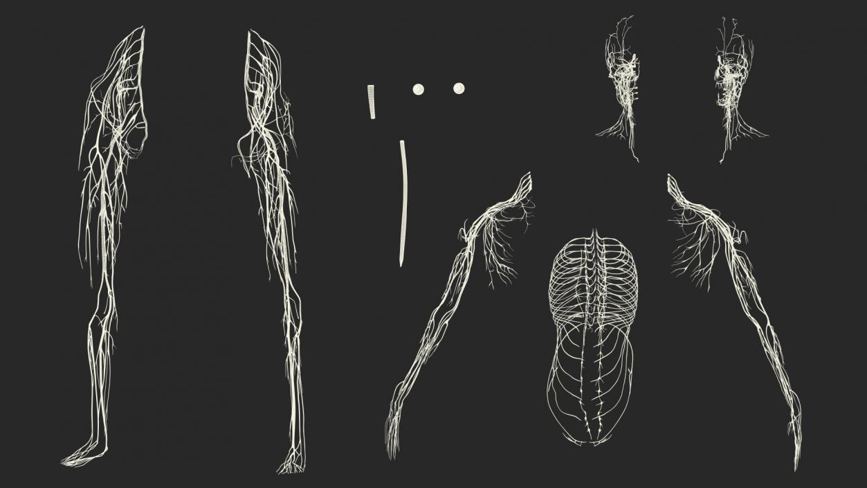 Young Boy Nervous System 3D model