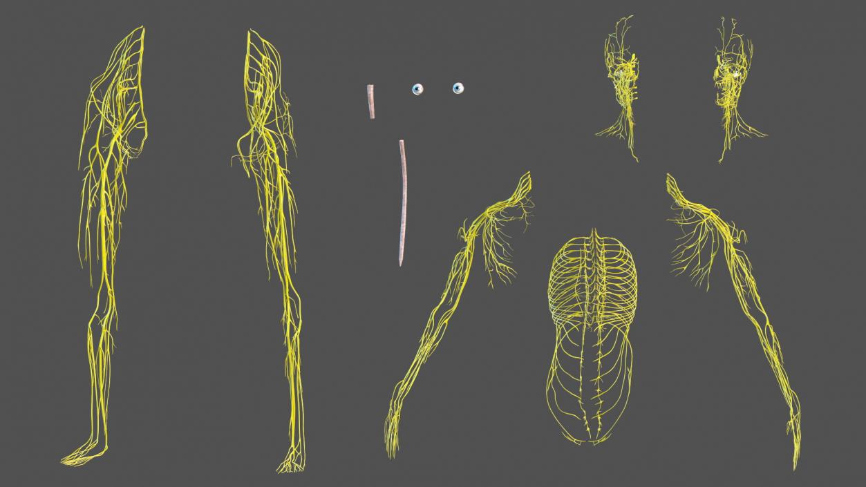 Young Boy Nervous System 3D model