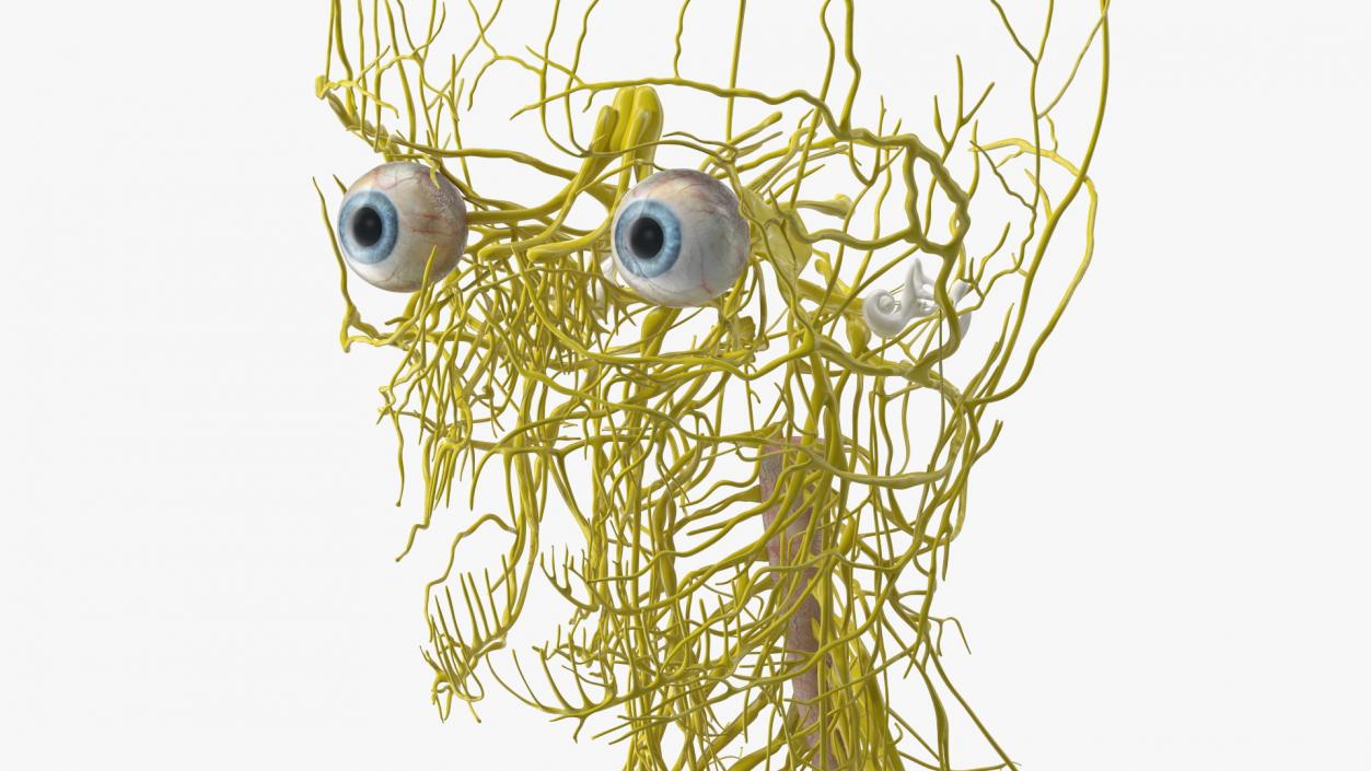 Young Boy Nervous System 3D model