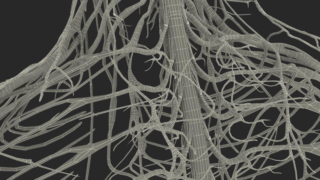 Young Boy Nervous System 3D model