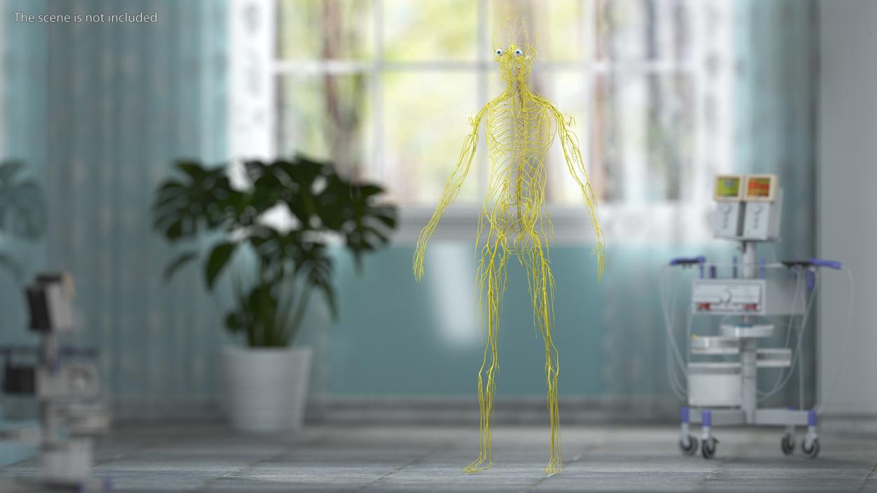 Young Boy Nervous System 3D model