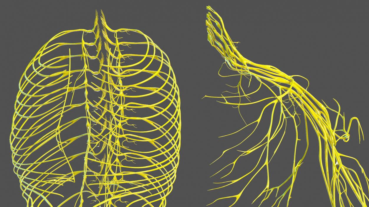 Young Boy Nervous System 3D model