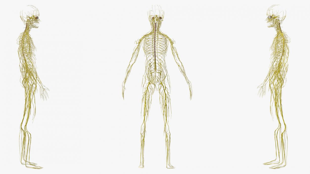 Young Boy Nervous System 3D model