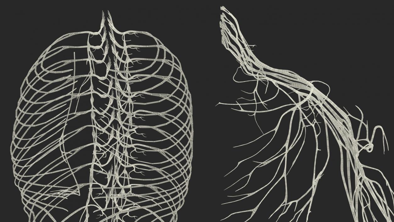 Young Boy Nervous System 3D model