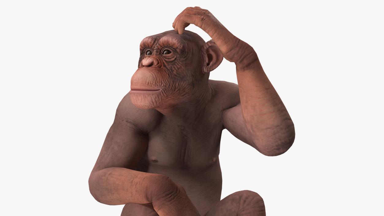 Sitting Light Chimpanzee 3D model