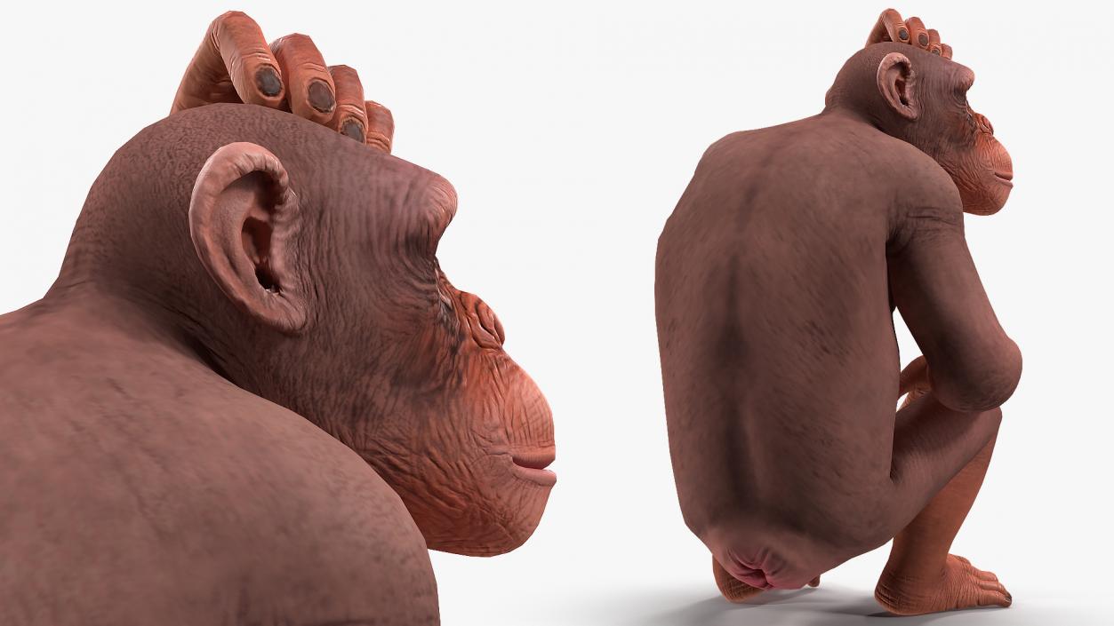 Sitting Light Chimpanzee 3D model