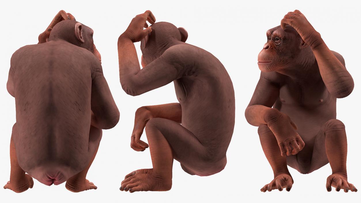 Sitting Light Chimpanzee 3D model