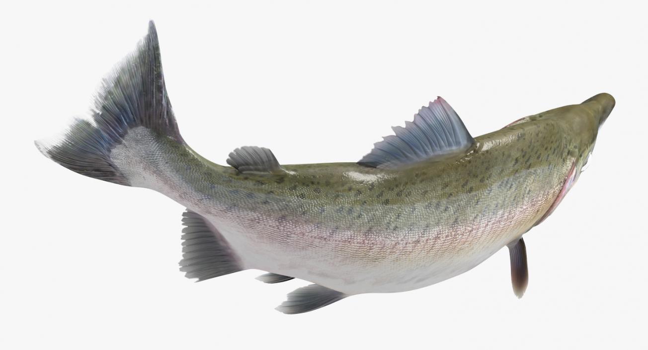 Pink Salmon Swiming Pose 3D model