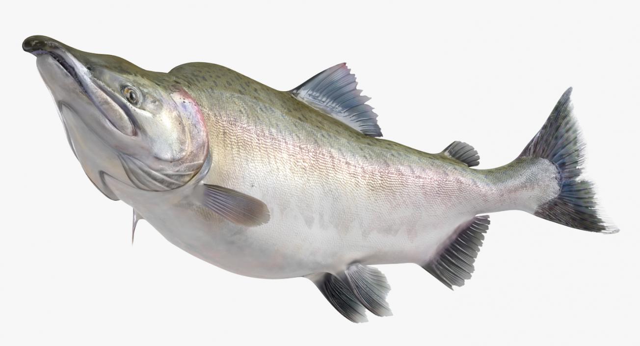 Pink Salmon Swiming Pose 3D model