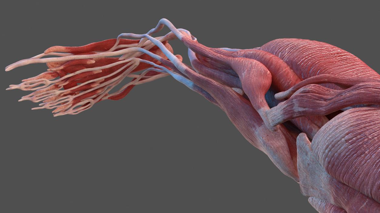 3D model Human Leg Muscular System