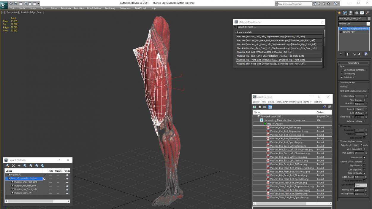 3D model Human Leg Muscular System