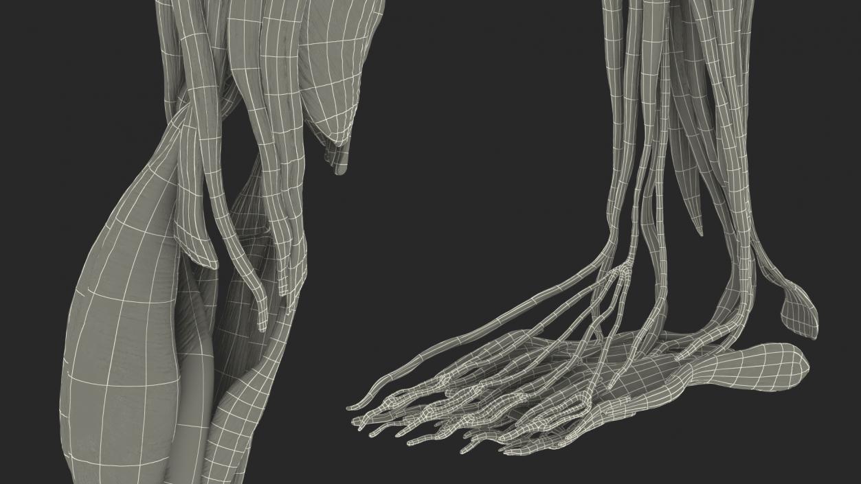 3D model Human Leg Muscular System