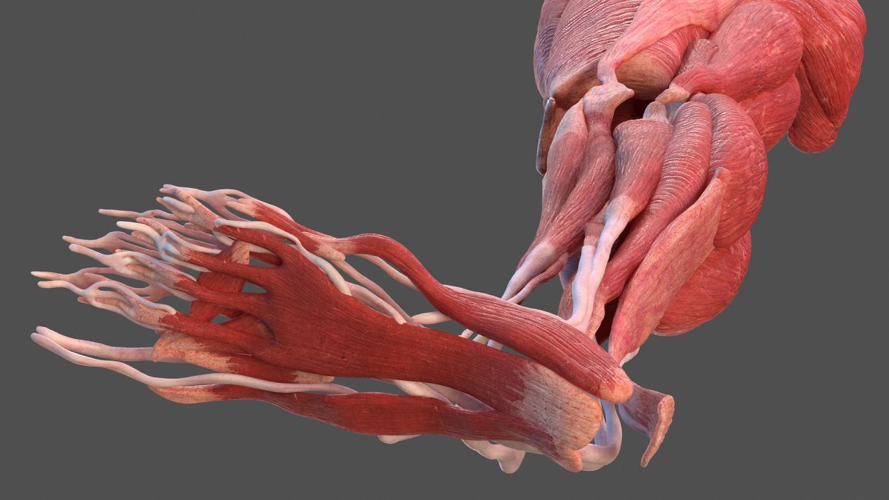 3D model Human Leg Muscular System