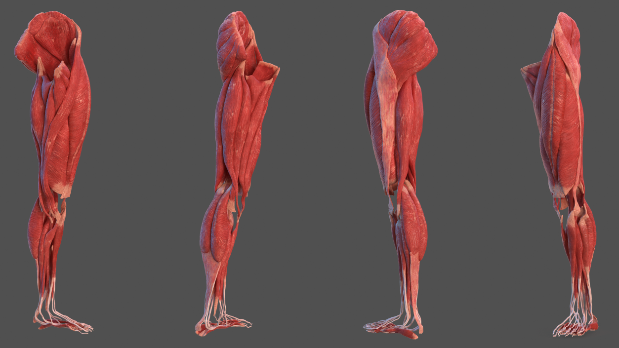 3D model Human Leg Muscular System